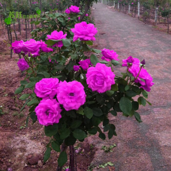 樹狀月季花 樹形月季大花月季品種 室內陽臺庭院別墅點綴花卉當年多季