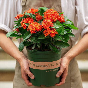 龙船花盆栽室外阳台花园植物四季开花不断好养老桩大盆花卉带花苞龙船花盆栽不含盆 图片价格品牌报价 京东