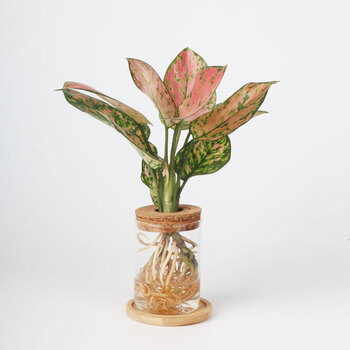 水培植物办公室桌面室内盆栽水养盆栽t7火烈鸟圆筒玻璃杯带底座含盆