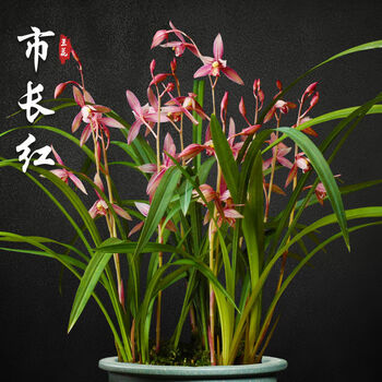 兰花苗市长红盆栽四季兰草名贵浓香花苞室内好养建兰花卉绿植建兰市长