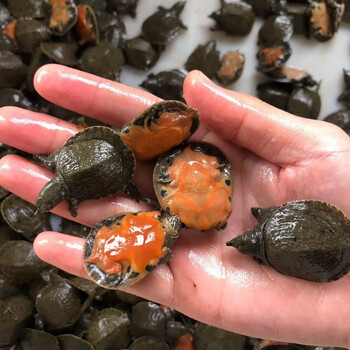 珍珠鳖苗深水龟圆奥乌鳖观赏淡水宠物小乌龟活物中华甲鱼角鳖 中华鳖