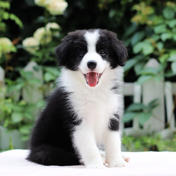 【30天保障】边境牧羊犬活体幼犬纯种宠物狗狗边境牧羊犬边牧幼犬活体