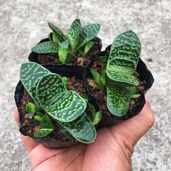 子宝多肉植物元宝兰组合盆栽肉肉新手植物办公室创意花卉绿植子宝4 5cm 不含盆土 图片价格品牌报价 京东 子宝多肉植物元宝兰组合盆栽肉肉新手植物办公室创意花卉绿植子宝4 5cm 不含盆土 图片价格品牌报价 京东