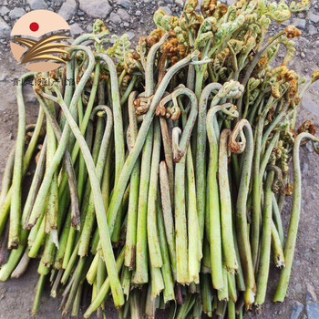 【贵定馆】贵州蕨菜新鲜山野菜现摘时蔬龙爪菜 5斤装(普通快递)