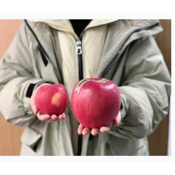 世界一号苹果圣诞节礼物巧克力大果巨型果500-800克送男女 500克苹果