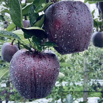 云南昭通黑卡苹果 脆苹果 新鲜水果 黑卡苹果5斤75-80mm