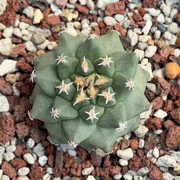 赤花娇丽仙人球植物盆栽多肉植娇丽属小型种开紫花t7 实生赤花娇丽2 5cm左右择优发不含盆 图片价格品牌报价 京东