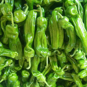 辣椒新鲜薄皮批发青椒虎皮微辣辣椒青辣椒蔬菜天然当季现摘 三斤实惠