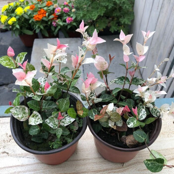 糜岚(mielanat)耐寒不怕冻的植物冬天绿植抗寒耐冻花卉络石花花盆栽