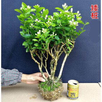 重瓣茉莉花盆栽茉莉花老桩盆景茉莉花苗阳台室内外花卉花香绿植矮桩 推荐不含盆 图片价格品牌报价 京东 重瓣茉莉花盆栽茉莉花老桩盆景茉莉花苗阳台室内外花卉花香绿植矮桩 推荐不含盆 图片价格品牌报价 京东