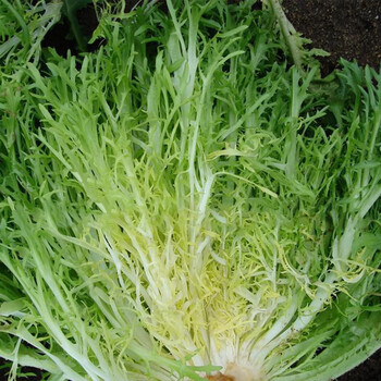 黄心细叶苦苣苦菊蔬菜牛奶菜沙拉生菜青菜1500g