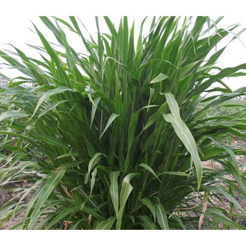 新型皇竹草甜象草3号巨菌草种节种子无毛耐寒高产四季多年生牧草