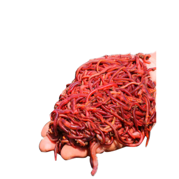 金鱼锦鲤恐龙鱼活体饲料血红虫红线虫活体高营养红虫钓鱼饵料蚯蚓6盒