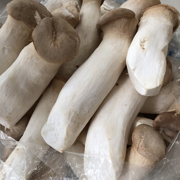 青樱红荔杏鲍菇新鲜生鲜蔬菜现采现发农家菜鸡腿菇装4斤