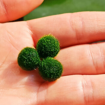 海藻球微景观生态瓶鱼缸室内桌面水培创意迷你植物水生绿球藻 绿色 1