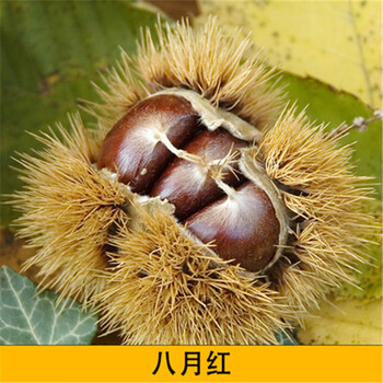 板栗苗树嫁接地栽南方北方种植大红袍当年结果特大板栗树果树果苗八月