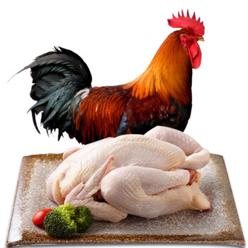齐鲁畜牧生鲜鸡整只大公鸡农家土鸡去膛净重约21斤2只装