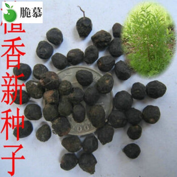 新采收小叶紫檀种子紫檀白檀种子檀香树种檀香种子半斤