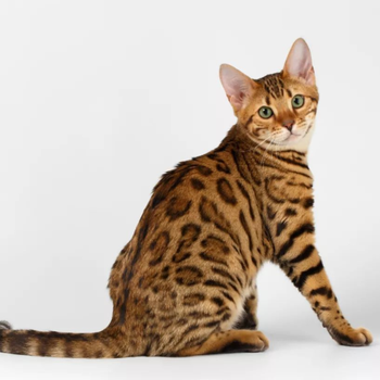 孟加拉活体宠物猫咪豹孟加拉猫幼猫豹纹猫孟加拉豹子猫宠物猫雪银豹