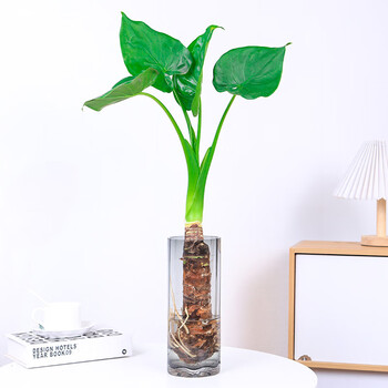 水培植物滴水观音绿植千手观音绿植室内桌面水培土培四季盆栽 单颗40