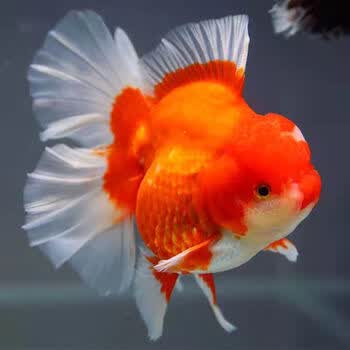 百褶泰狮金鱼冷水鱼红色包金元宝体黑色红白幼鱼观赏鱼苗 【红色】