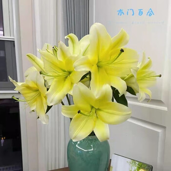 黄色系单瓣百合木门-10枝/扎 b级 单头