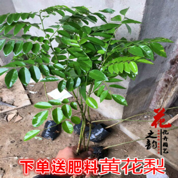 金丝楠木树苗龙辰语金丝楠苗正宗名贵树苗盆栽地栽庭院种植黄花梨3年苗 图片价格品牌报价 京东