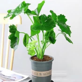 沭之美   春羽盆栽新春羽植物四季常青绿植常内客厅盆栽春雨盆景 春雨