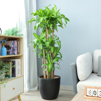 花财主 金心巴西铁巴西木盆栽办公室内客厅卧室大型植物吸甲醛办公室