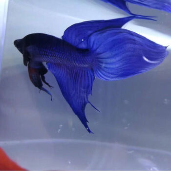 斗鱼马尾狮王将军半月母斗鱼淡水活体热带小型宠物观赏鱼 蓝色 马尾公
