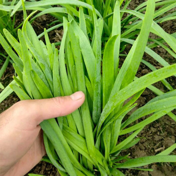 種菜記 韭菜種子寬葉雪韭種籽根苗山東寬葉韭菜紫根高產春季秋季菜籽