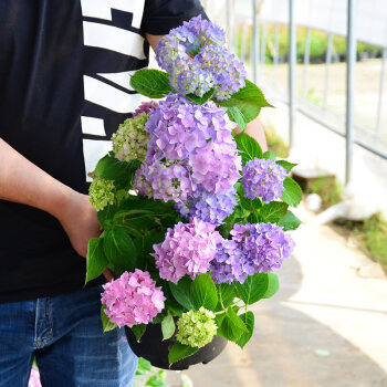 云仓绣球花盆栽绣球花苗无尽夏易多梦幻室内阳台庭院花卉八仙花z2 沃丽紫 当年开花 含盆 图片价格品牌报价 京东