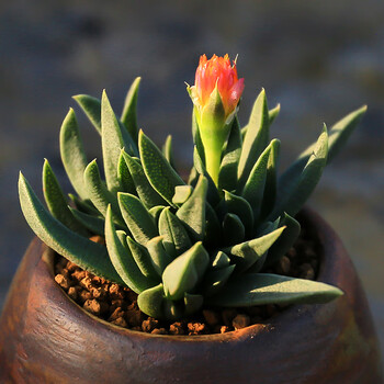 黄花照波多肉盆栽 易种开花肉肉 办公室阳台花卉多肉盆栽 黄花照波