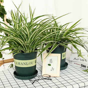 蝴蝶之舞吊兰金心金边吊兰盆栽青叶吊兰室内四季好养耐活植物办公室