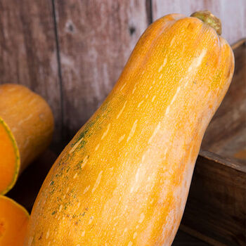 老南瓜云南高原蜜本瓜长南瓜清甜农家现摘原产地直供 老南瓜(净重2-3