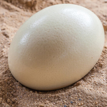 保卫蛋蛋新鲜鸵鸟蛋大号一只约3斤左右253斤鸵鸟蛋一个