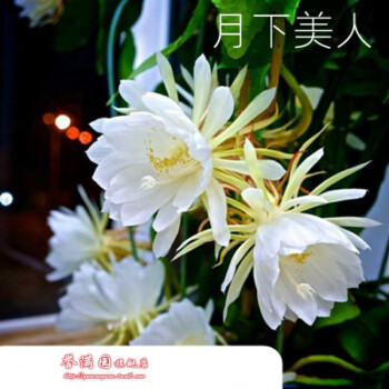 盆栽花卉室内阳台昙花苗昙花苗盆栽琼花俗称月下美人带根带土发货原始白3年苗 当年开花30厘米 不含盆 图片价格品牌报价 京东