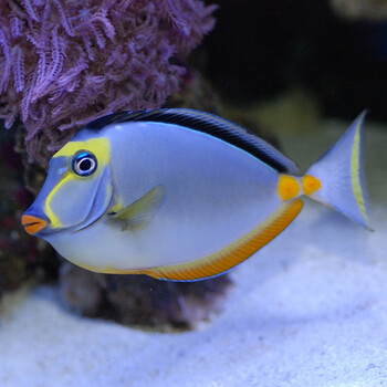 七彩天狗金毛火箭吊倒吊类食藻除藻海水鱼活体海水缸观赏鱼小丑鱼