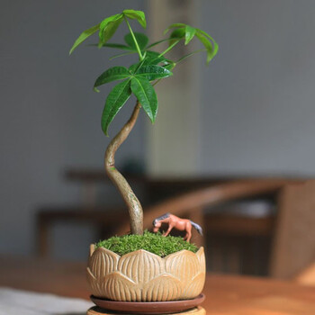 菜友 发财树盆栽绿植创意搭配小盆景植物 办公室内客厅书房百搭送礼
