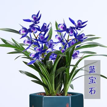 超香兰花蓝宝石当年开花满屋飘香兰花苗大花室内四季常青花卉6连体 蓝宝石 不含盆 图片价格品牌报价 京东
