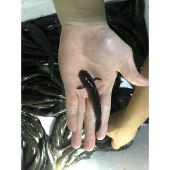 鱼耐养冷水鱼猛鱼七彩雷龙好养活淡水鱼南鳢彩虹雷龙鱼 雷龙鱼苗1条