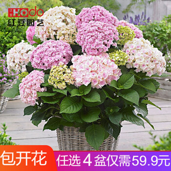 红豆园艺绣球花苗盆栽当年开花花期长无尽夏妖精之吻花手鞠纱织小姐魔幻革命阳台室内庭院耐寒耐热开花植物无尽夏新娘 图片价格品牌报价 京东