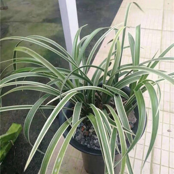 春兰【帝冠】 2苗【不带花苞】