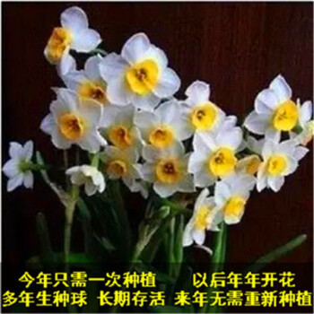 水仙花1种球水培植物四季水养花易养活室内土养盆栽洋水仙种子球根洋水仙a 洋水仙小球 5颗装 盆 液 粉 图片价格品牌报价 京东