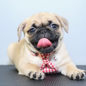 30天保障巴哥犬幼犬活体纯种宠物狗狗巴哥犬八哥犬幼犬活体幼崽小型犬