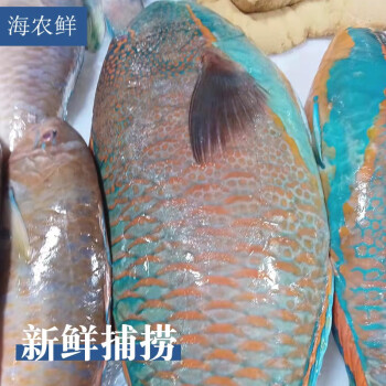 海農鮮天然海域捕撈青衣魚紅衣魚鮮活速凍鸚鵡魚海鮮水