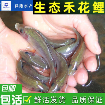 禾花鱼稻田鱼淡水养殖食用荷花禾花鲤鱼稻花鱼 红色 禾花鲤鱼2-4cm