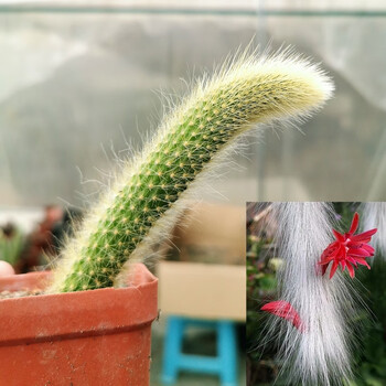 九尾狐多肉盆栽长毛猴尾柱仙人掌软毛猴尾巴垂吊植物花卉阳台h 九尾狐有根8 12cm 裸根不带土 图片价格品牌报价 京东