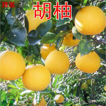 柚子树苗红心柚子苗正宗嫁接三红蜜柚子树苗当年结果红心蜜柚苗盆栽地栽南北方常绿柚子苗果树胡柚1年苗 图片价格品牌 柚子树苗红心柚子苗正宗嫁接三红蜜柚子树苗当年结果红心蜜柚苗盆栽地栽南北方常绿柚子苗果树胡柚1年苗 图片价格品牌