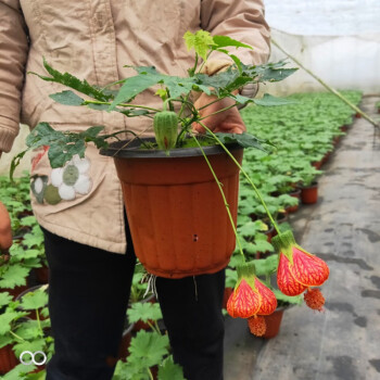 春沭木本灯笼花苗风铃扶桑花纹瓣悬铃花金铃花盆栽苗倒挂金钟花苗灯笼